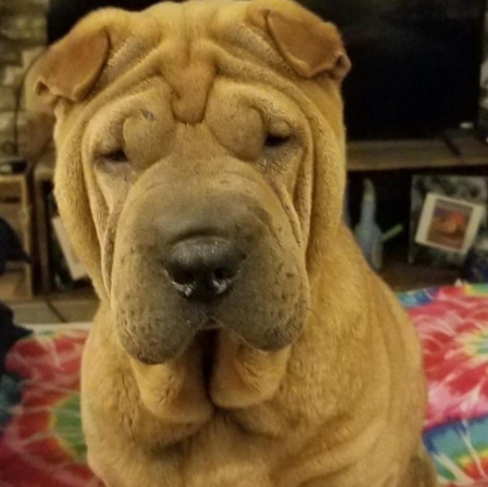 ***PET ALERT!!!*** - Picture 4 of 13
